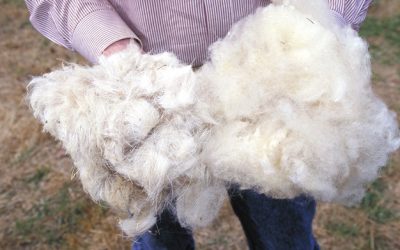 INFORMACIÓN RECOGIDA DE LANA 2024 PARA PASTORES