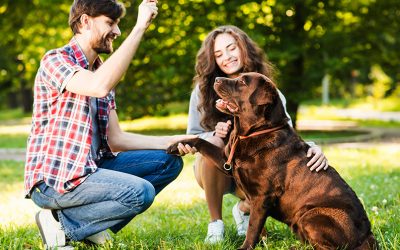 TXAKUR JABEENTZAT OHARRA