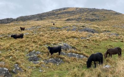 2021-2022 LARRONDOKO LARREALDIRAKO IZENAK EMATEKO EPEA IREKITA