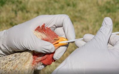 HEGAZTI GRIPEARI BURUZKO OHARRA BASERRIETAN HEGAZTIAK DITUZTENENTZAT