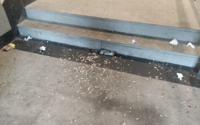 CÁSCARAS DE PIPAS EN NUESTROS PARQUES Y CALLES