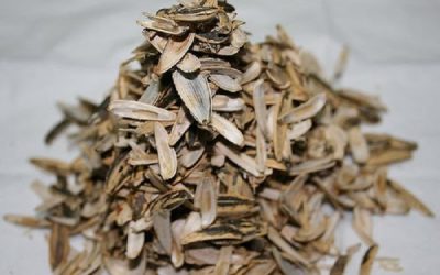 PELADURAS DE PIPAS EN LA CHANCHA MULTIDEPORTES…. MAL!!!!