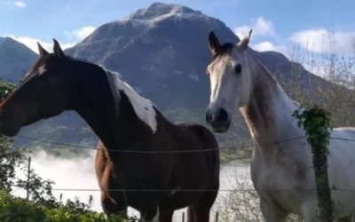 “ZALDIZKETA”: LUGAR PARA DISFRUTAR DE LOS CABALLOS EN AMEZKETA