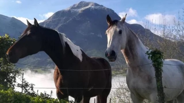 “ZALDIZKETA”: LUGAR PARA DISFRUTAR DE LOS CABALLOS EN AMEZKETA