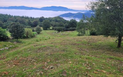 SE HAN REALIZADO TRABAJOS DE DESBROCE EN LARRONDO