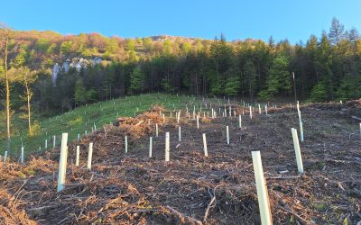 PLAN DE GESTIÓN DEL AYUNTAMIENTO DE AMEZKETA A FAVOR DE LOS BOSQUES AUTÓCTONOS