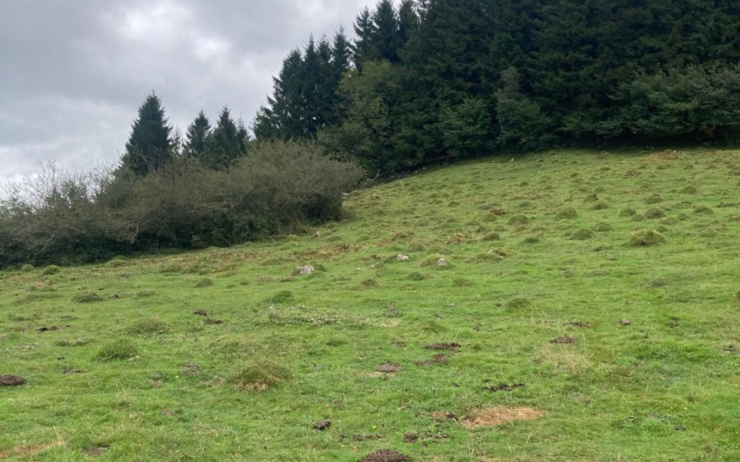 LARRONDON DESBROZE LANAK EGIN DIRA