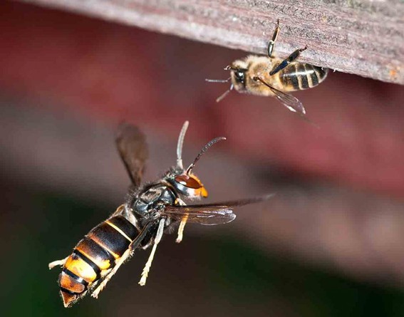 LIZTOR BELTZAREN/ASIARRAREN AURKAKO TRANPATZEA
