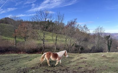 REUNIÓN SOBRE LOS TRABAJOS A REALIZAR EN LARRONDO EN EL 2026 VALORACIÓN DE LOS REALIZADOS EN EL 2025